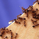 Illustration for article titled A gruesome experiment with ants proves they have built-in odometers